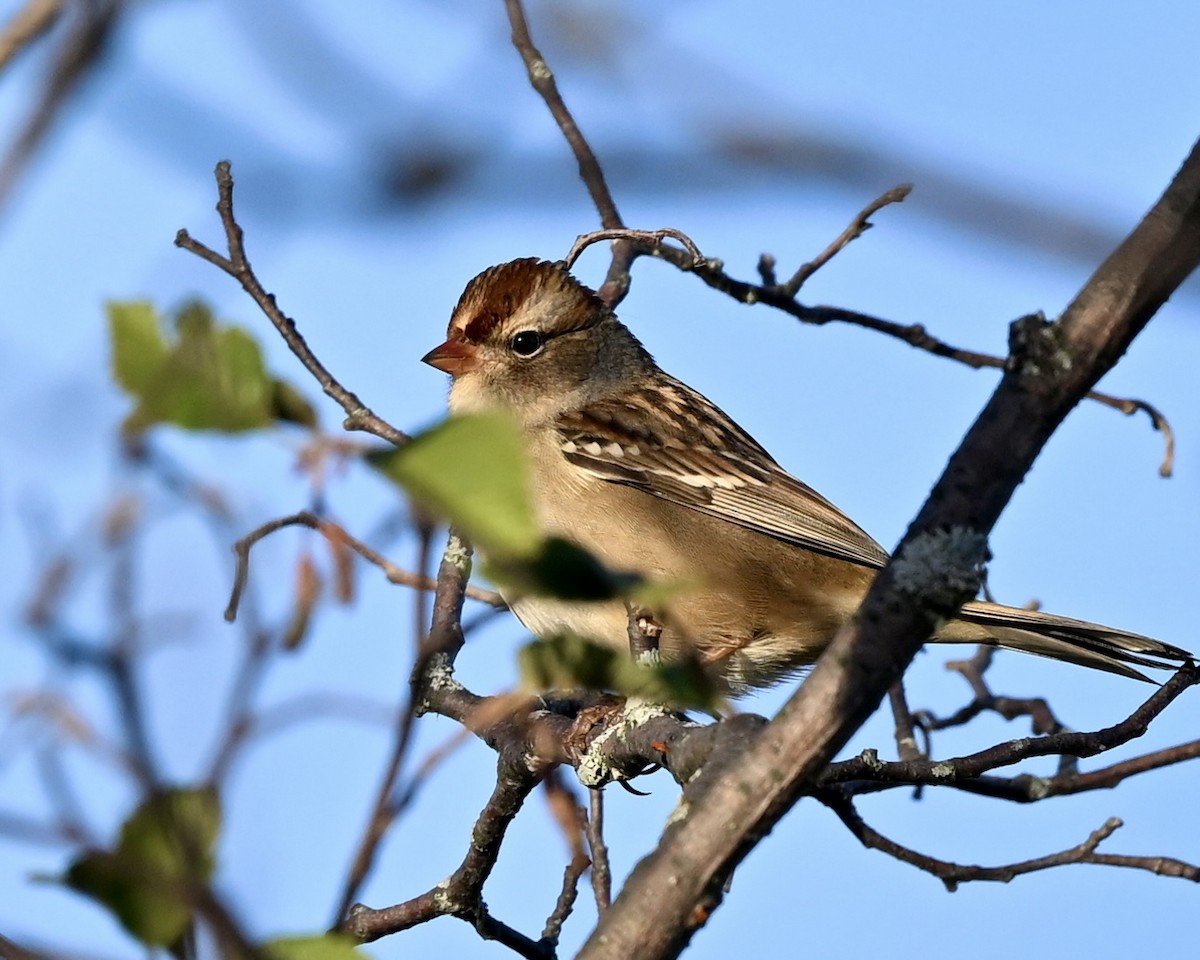 White-crowned Sparrow - ML624224970