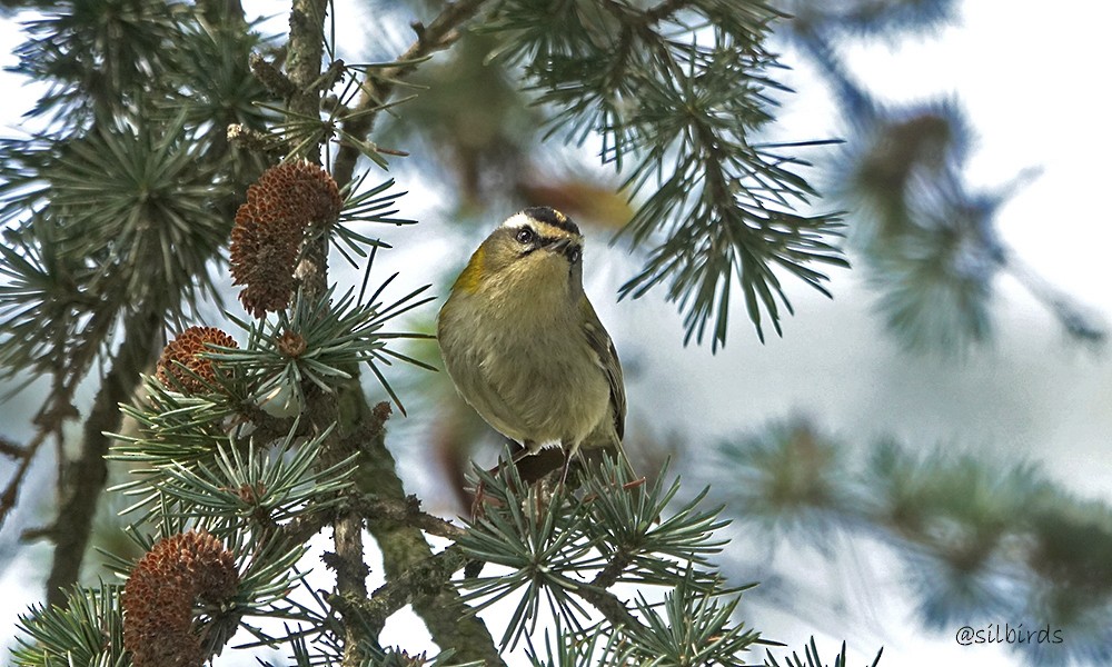 Common Firecrest - ML624224972