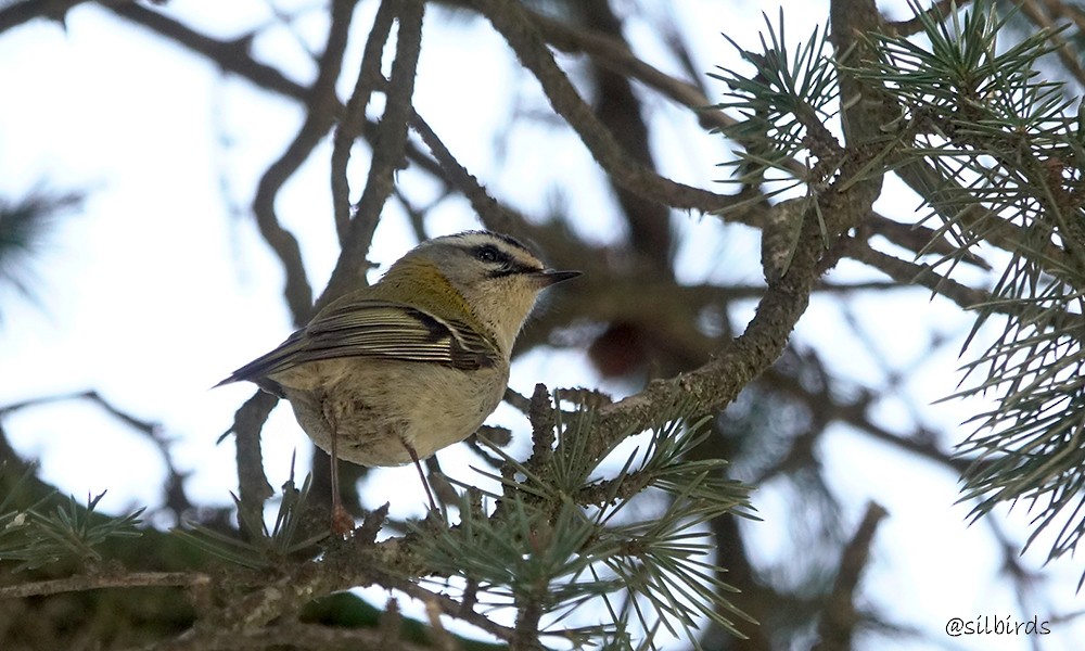 Common Firecrest - ML624224973
