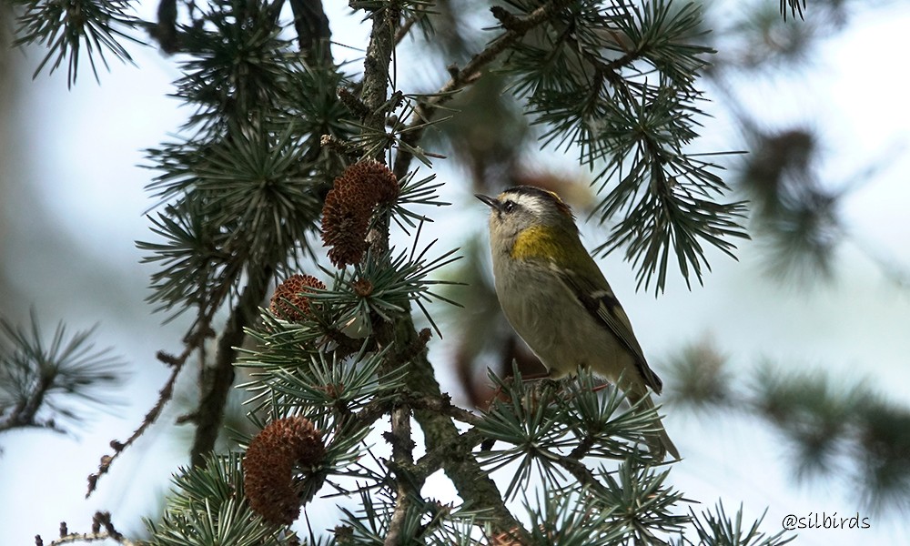 Common Firecrest - ML624224974