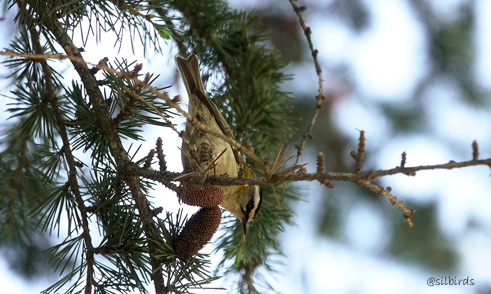 Common Firecrest - ML624224975