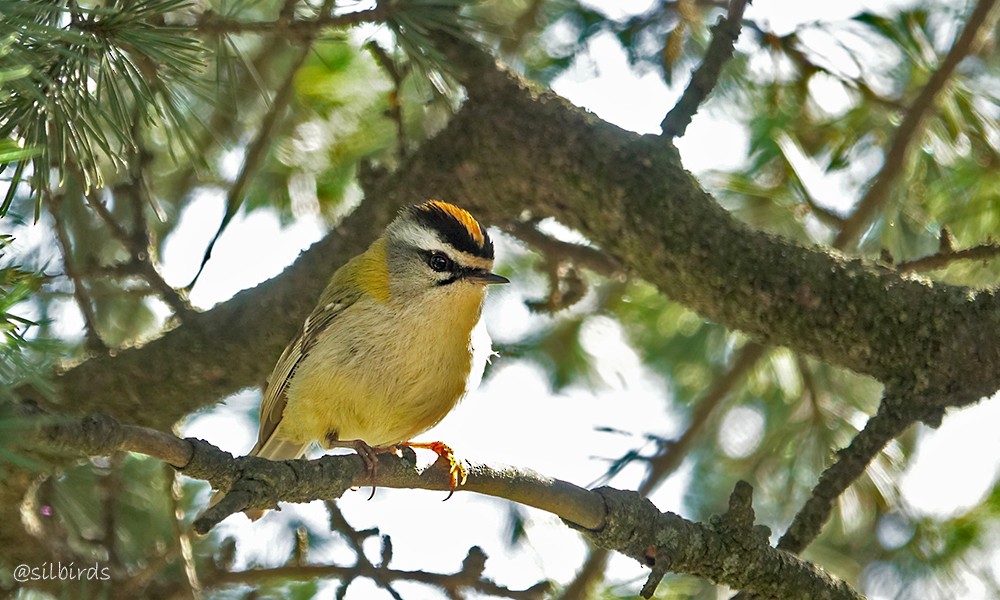Common Firecrest - ML624224976