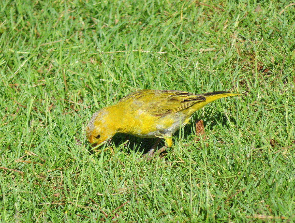 Saffron Finch - ML624224983