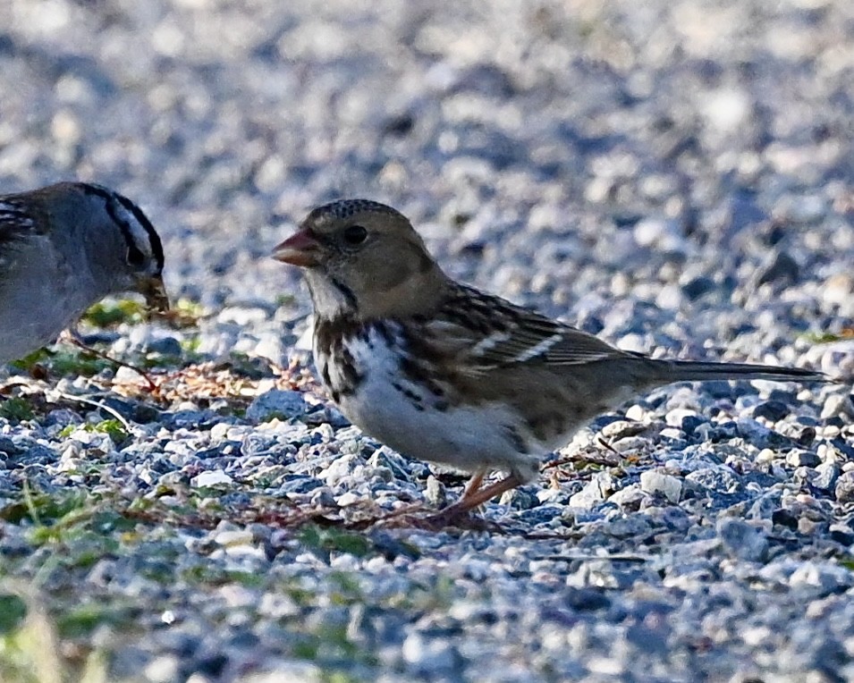 Harris's Sparrow - ML624224987