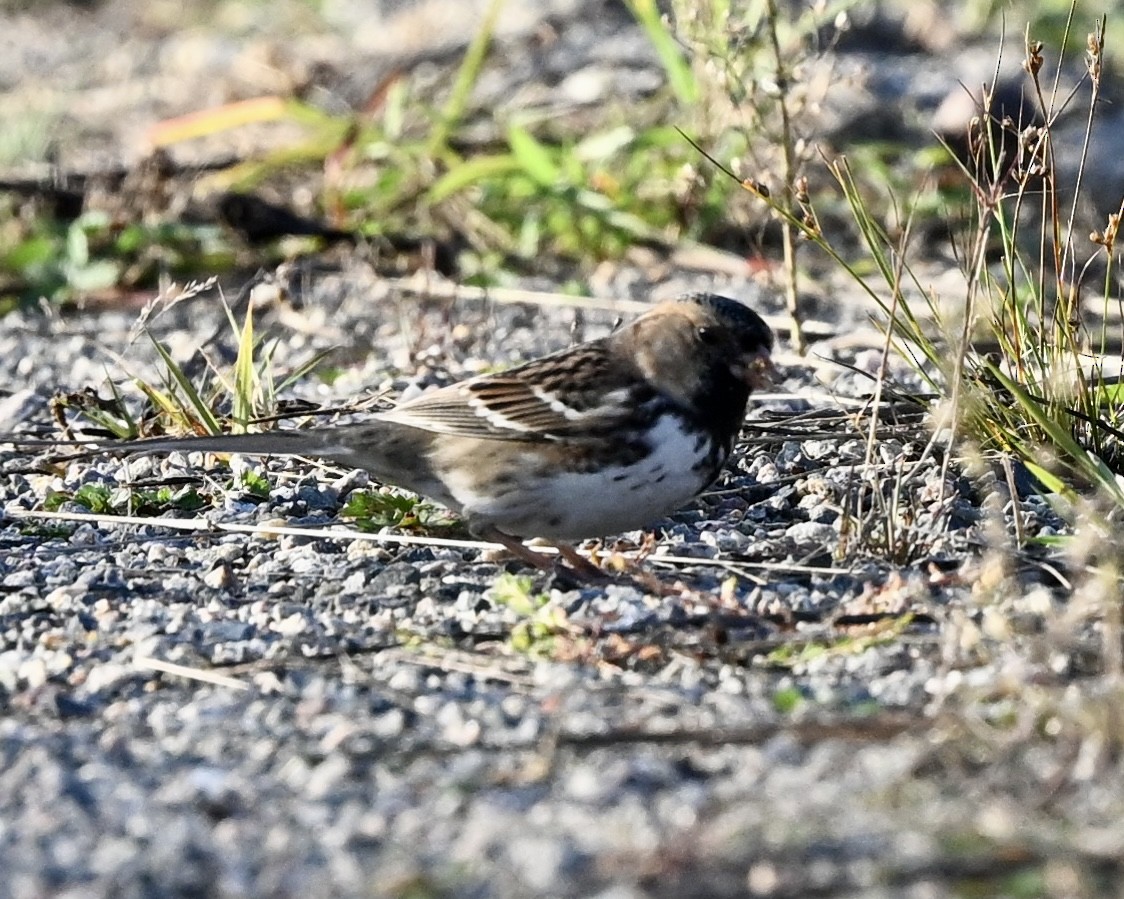 Harris's Sparrow - ML624224988