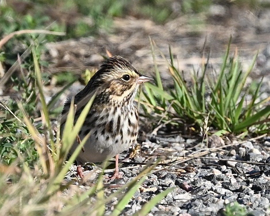 Savannah Sparrow - ML624225004