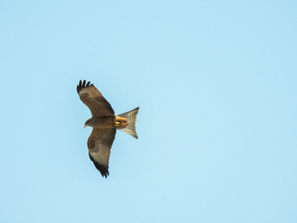 Black Kite (Yellow-billed) - ML624225009