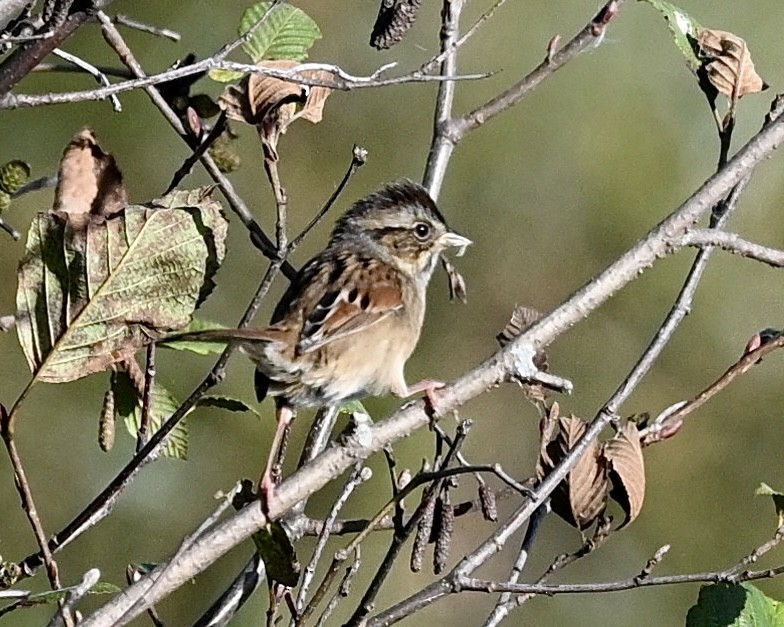 Swamp Sparrow - ML624225021