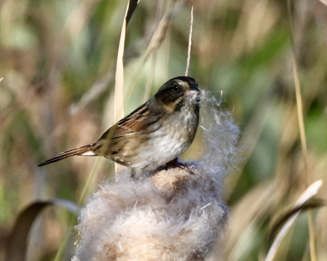 Swamp Sparrow - ML624225022