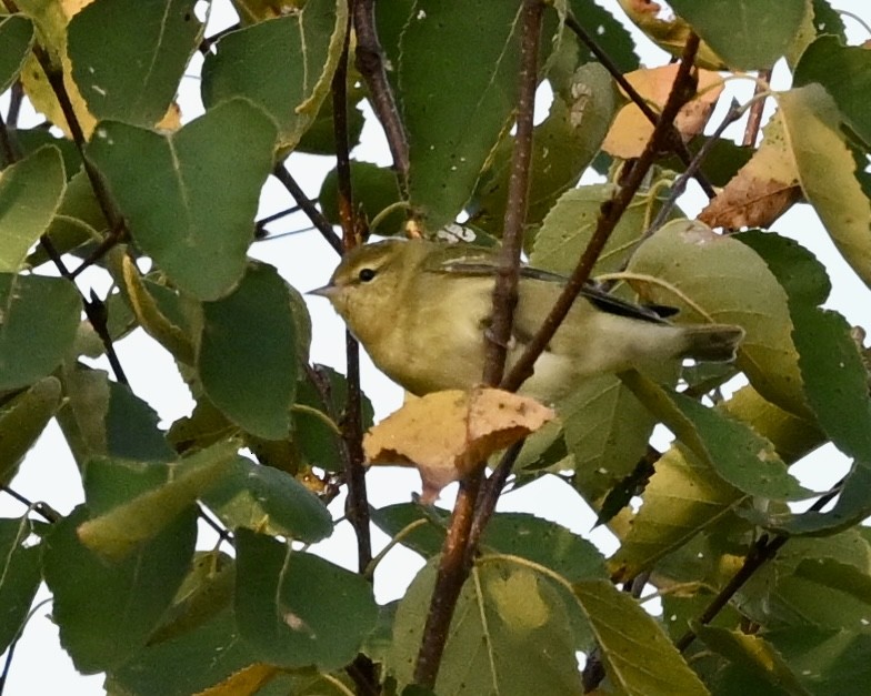 Tennessee Warbler - ML624225033