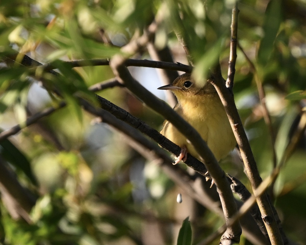 Common Yellowthroat - ML624225037