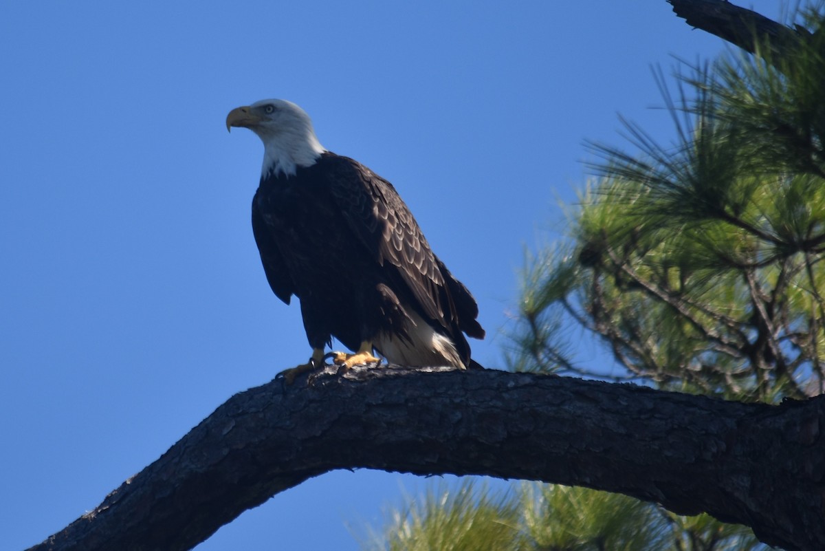 Bald Eagle - ML624225047