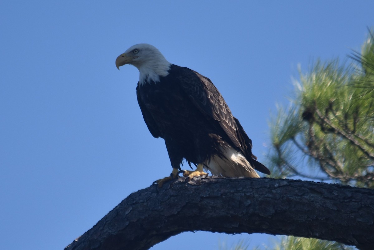 Bald Eagle - ML624225048