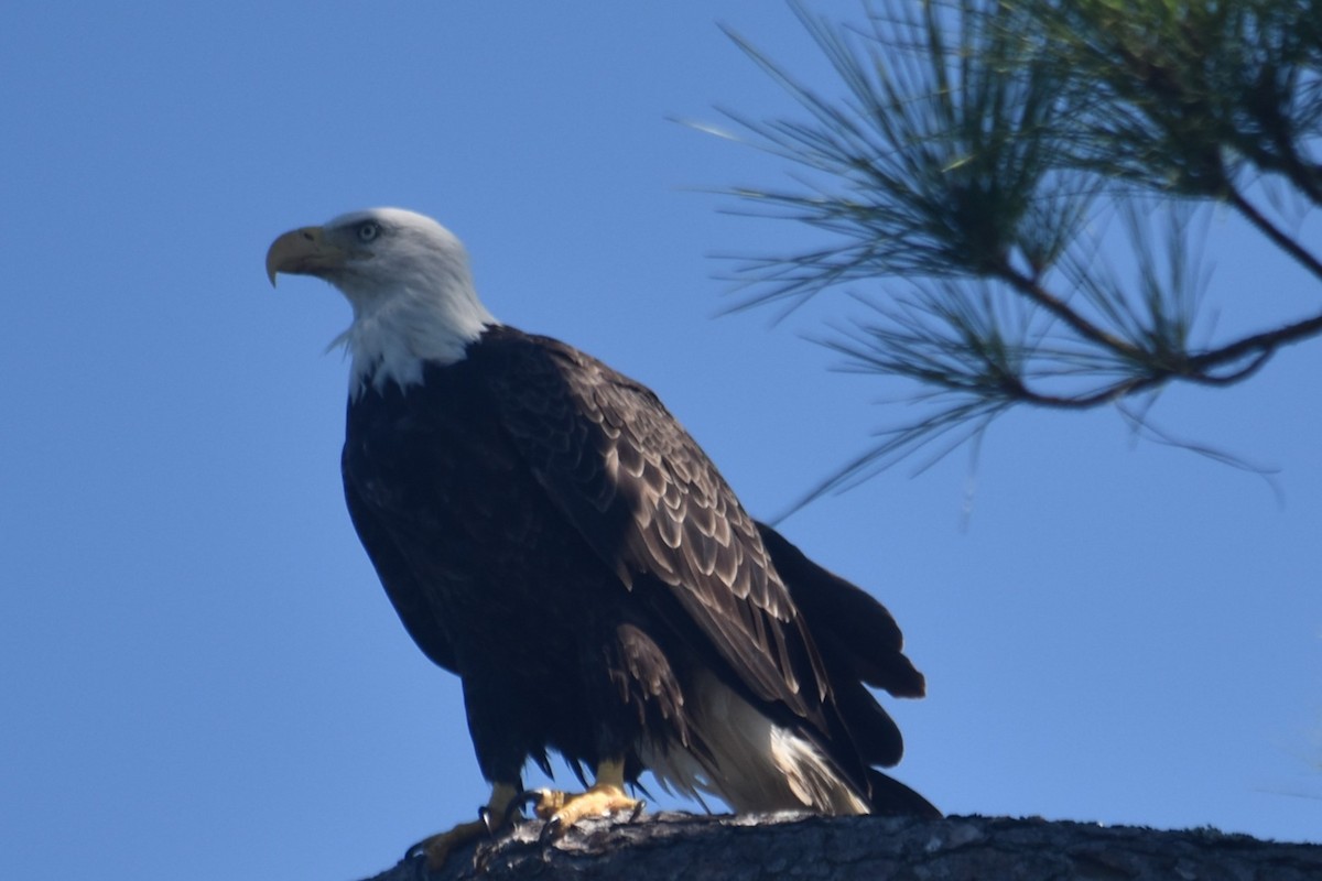 Bald Eagle - ML624225049