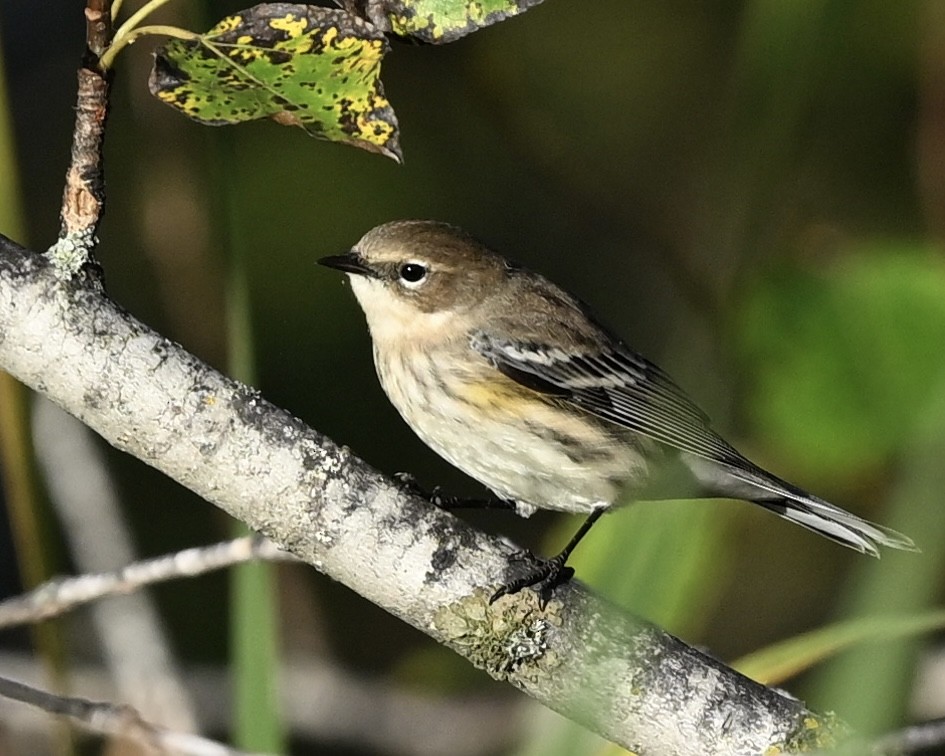 Yellow-rumped Warbler - ML624225052