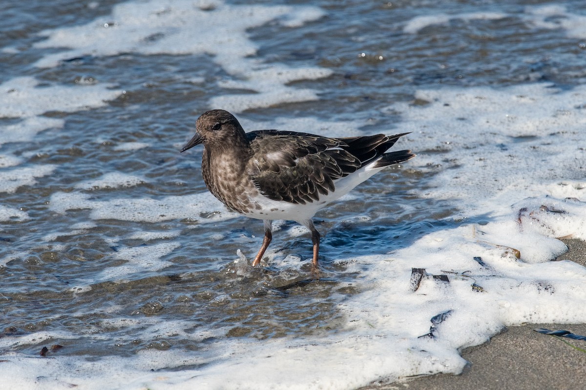 Black Turnstone - ML624225062