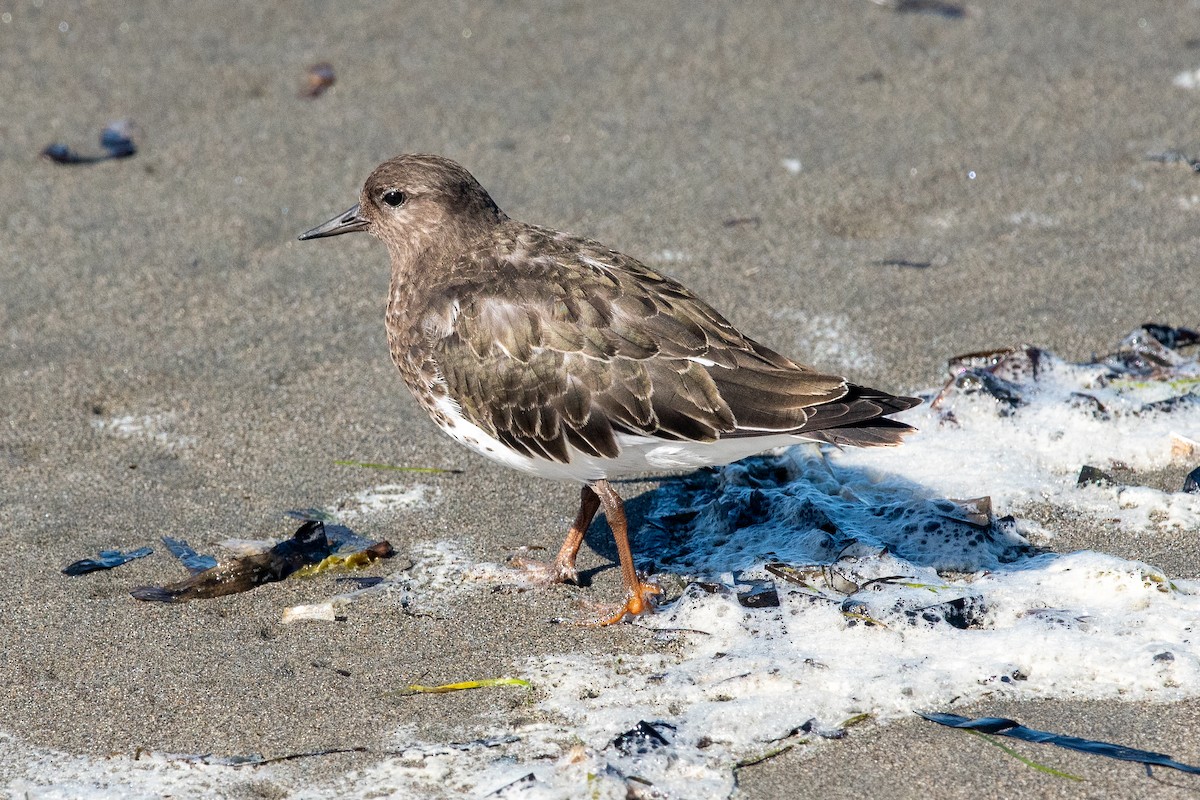 Black Turnstone - ML624225065