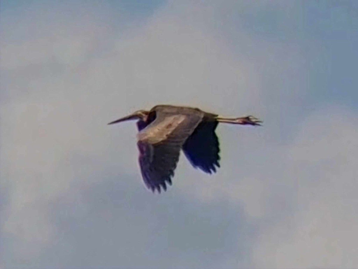 Purple Heron - John Salazar