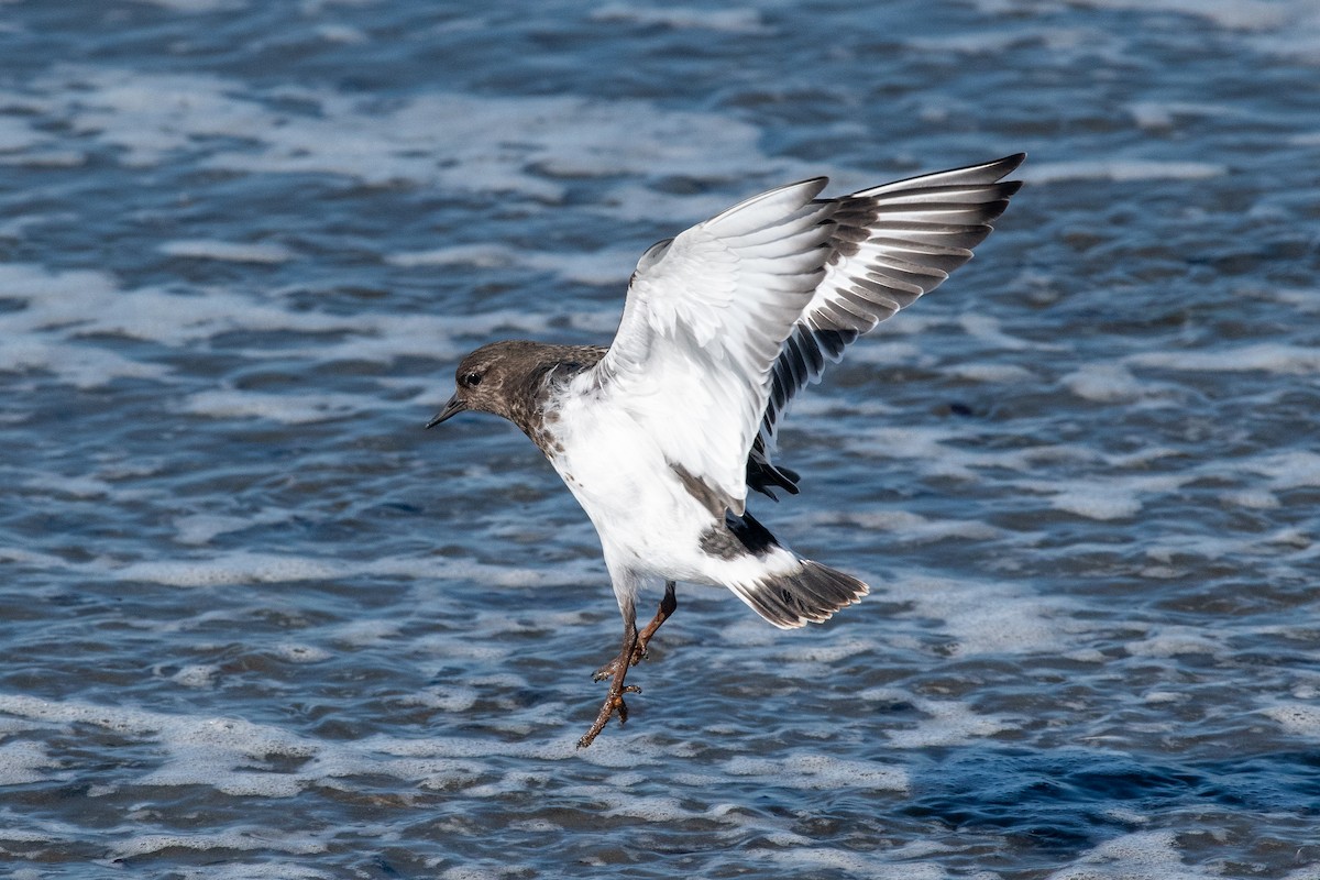 Black Turnstone - ML624225070