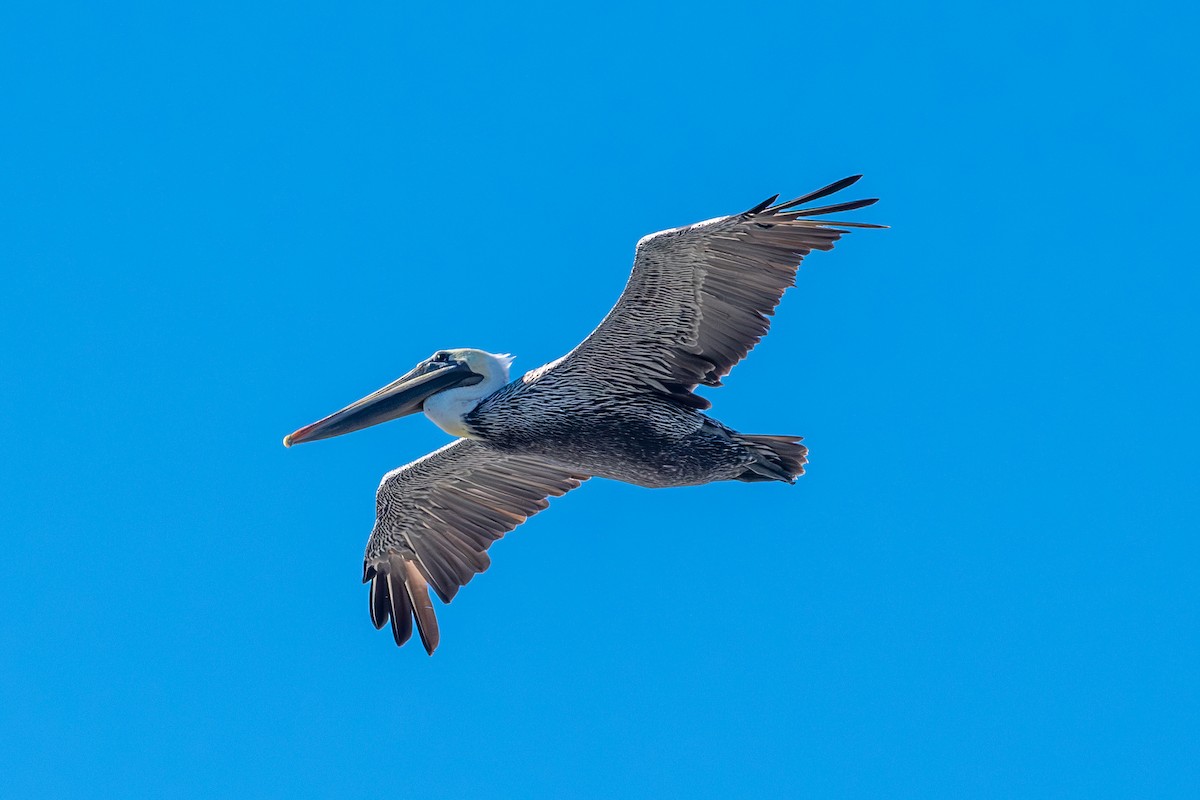 Brown Pelican - ML624225072