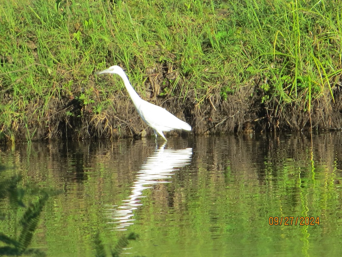 Little Blue Heron - ML624225078