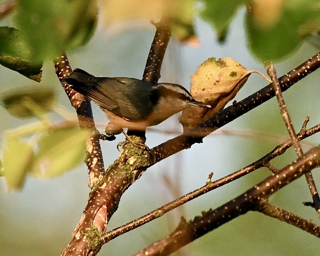 Red-breasted Nuthatch - ML624225083