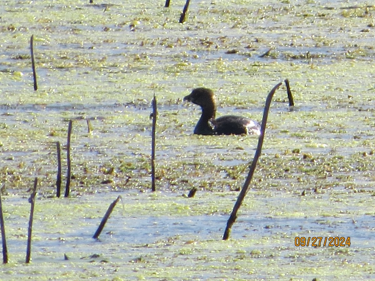 Pied-billed Grebe - ML624225085