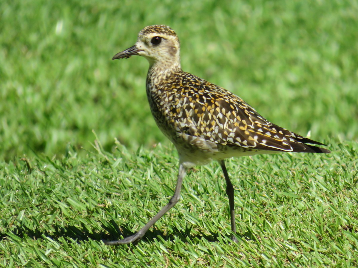 Chorlito Dorado Siberiano - ML624225090