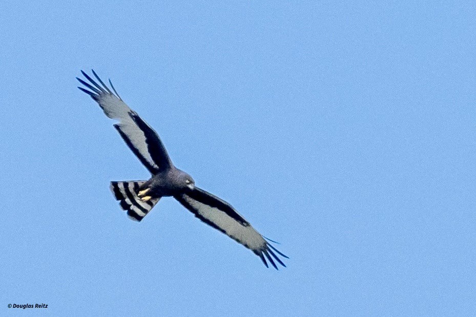 Black Harrier - ML624225092