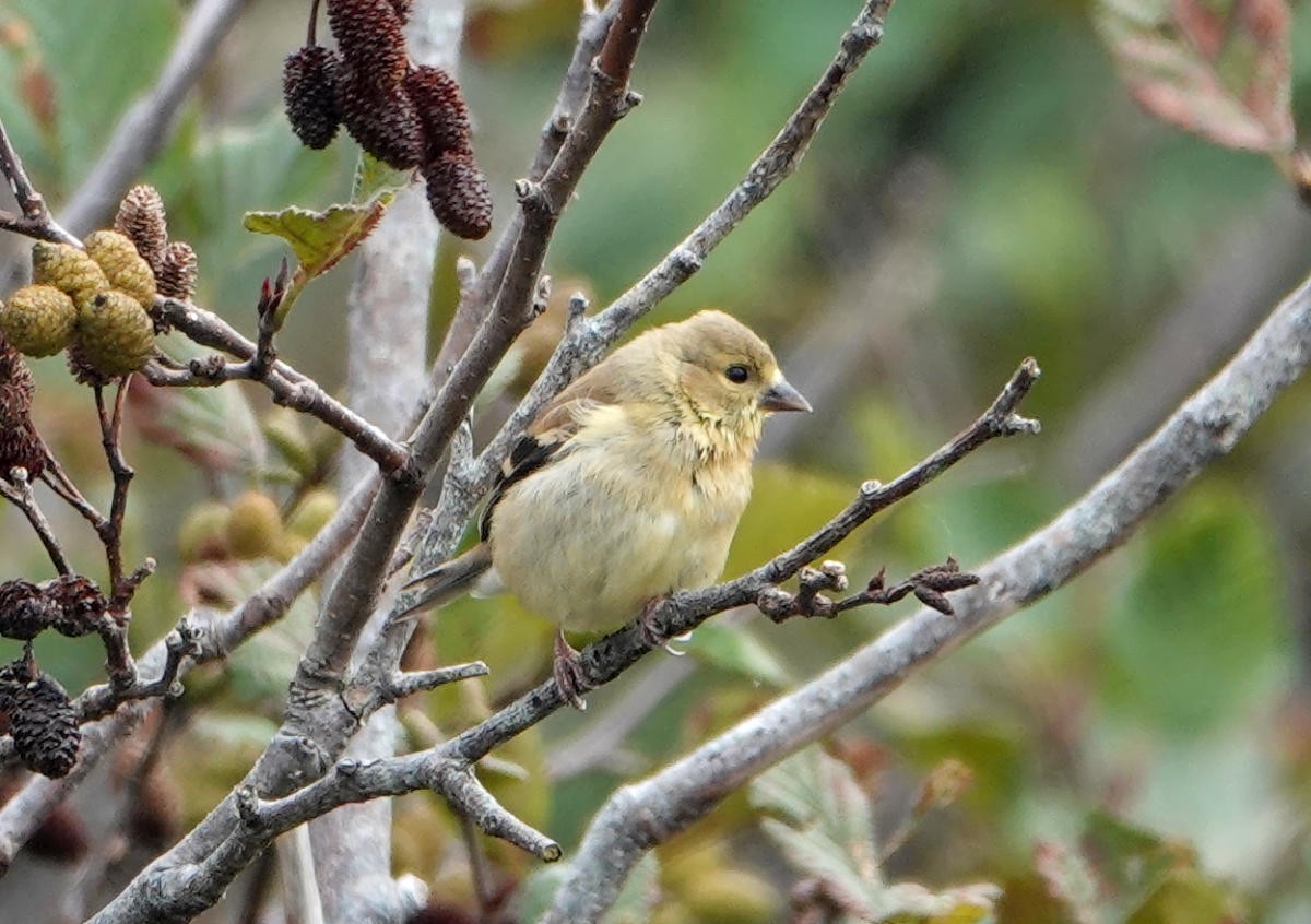 American Goldfinch - ML624225093