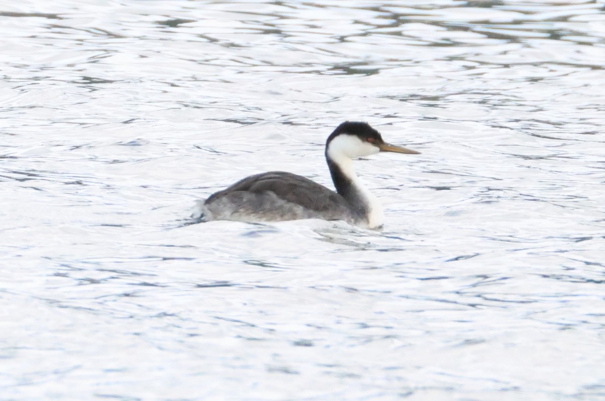 Western Grebe - ML624225097