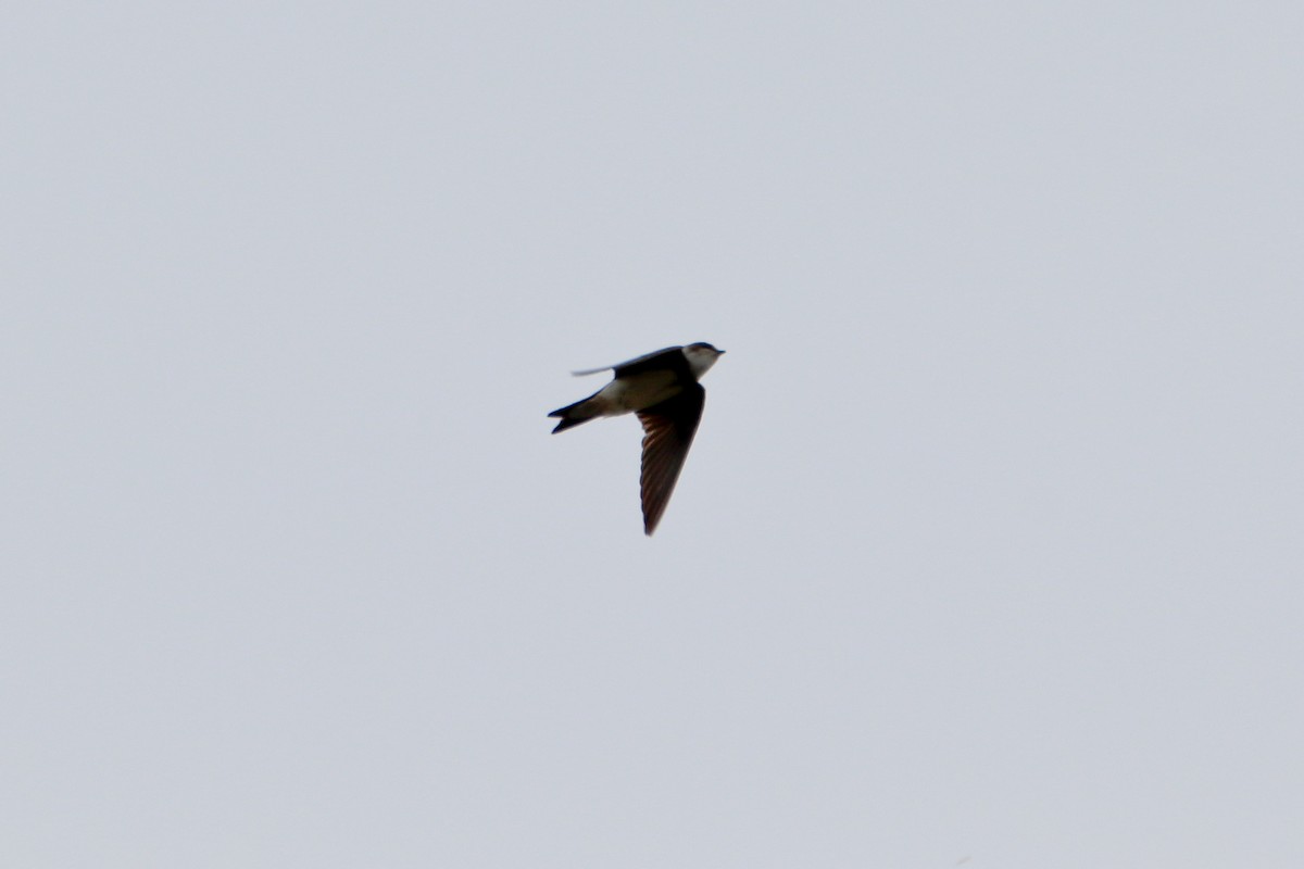 Bank Swallow - ML624225099