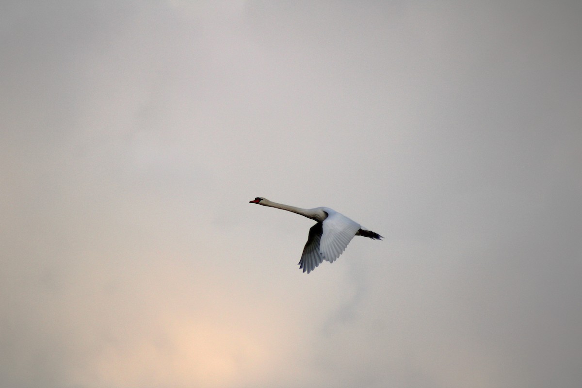 Mute Swan - ML624225100