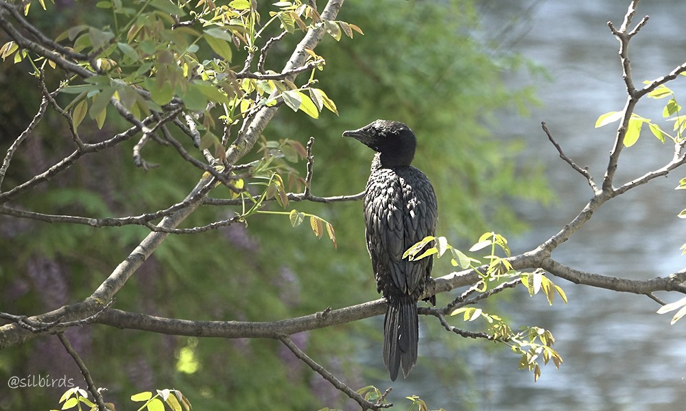 Pygmy Cormorant - ML624225101