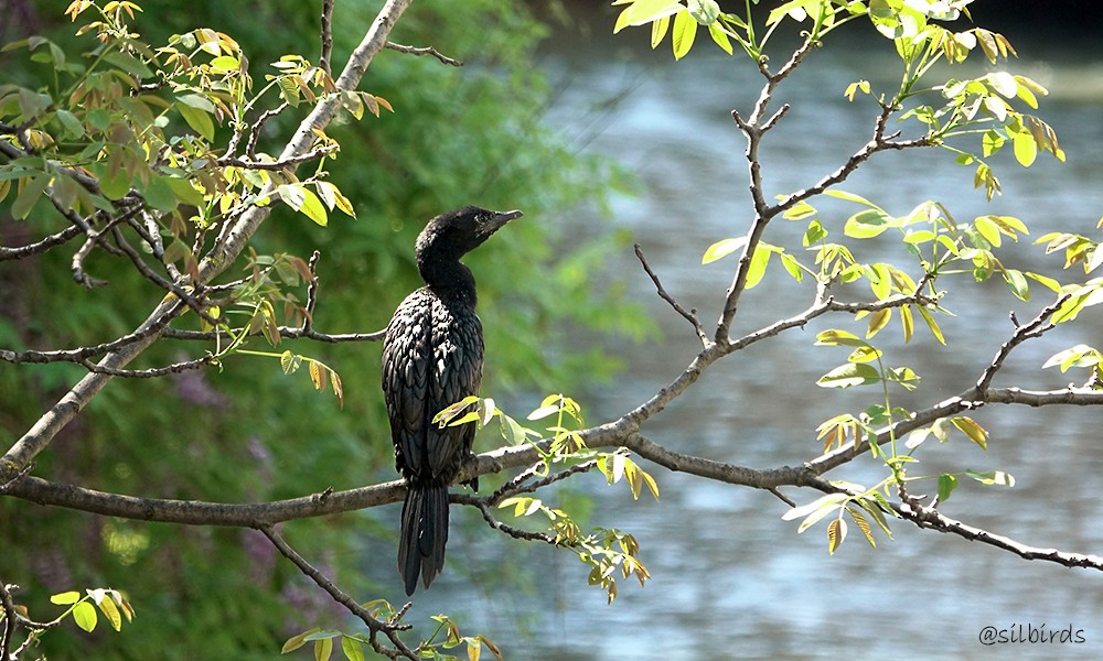 Pygmy Cormorant - ML624225102