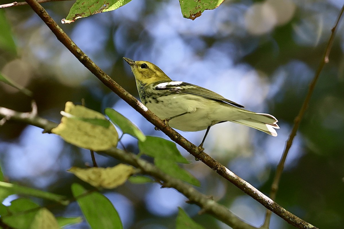 Black-throated Green Warbler - Dean Silvers