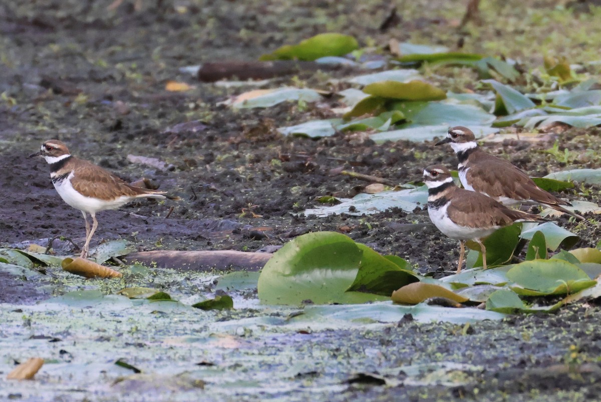 Killdeer - ML624225107