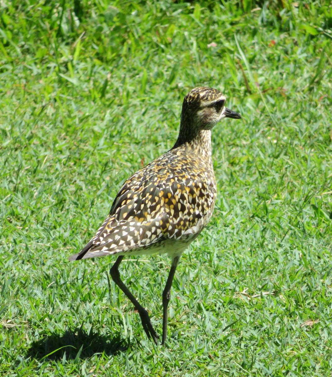 Chorlito Dorado Siberiano - ML624225108