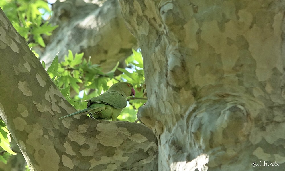 Rose-ringed Parakeet - ML624225110