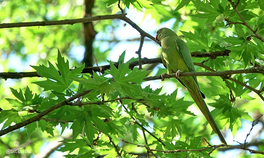 Rose-ringed Parakeet - ML624225111