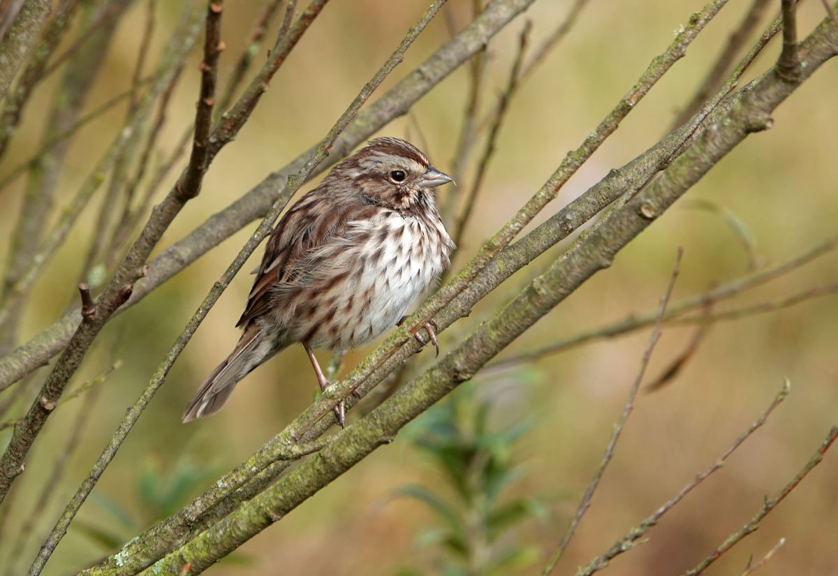 Song Sparrow - ML624225113