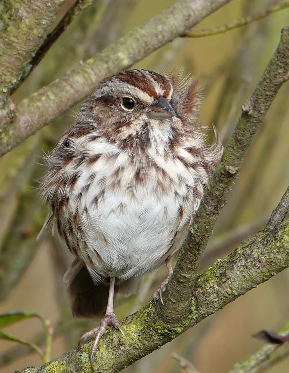 Song Sparrow - ML624225114