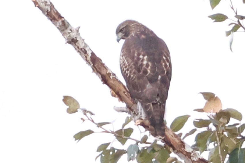 Red-tailed Hawk - ML624225116