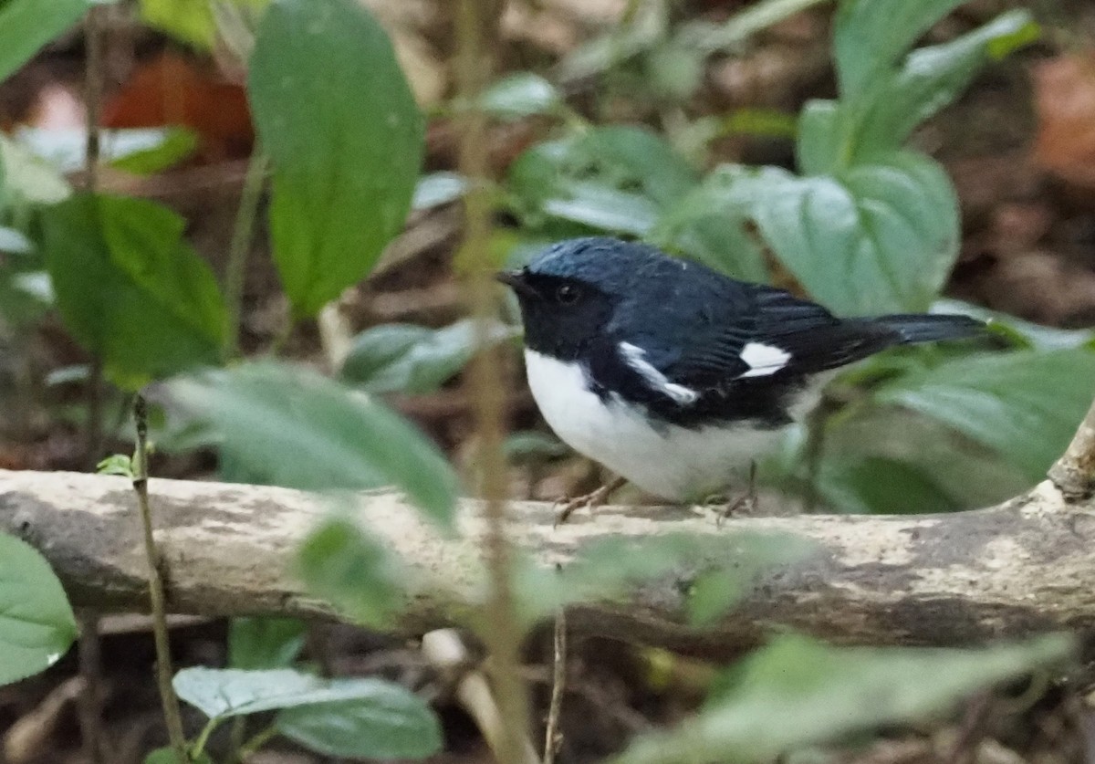 Black-throated Blue Warbler - ML624225119