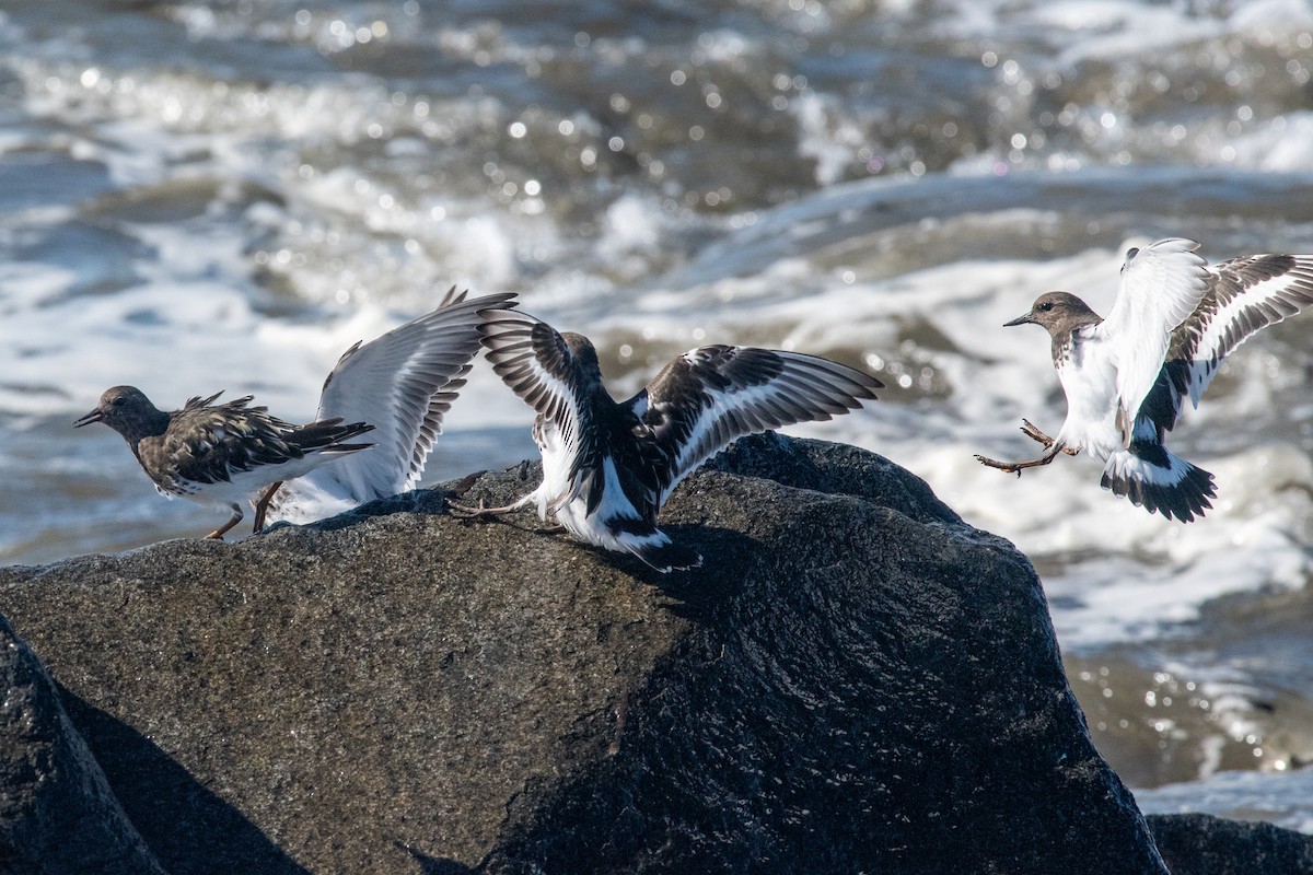 Black Turnstone - ML624225122