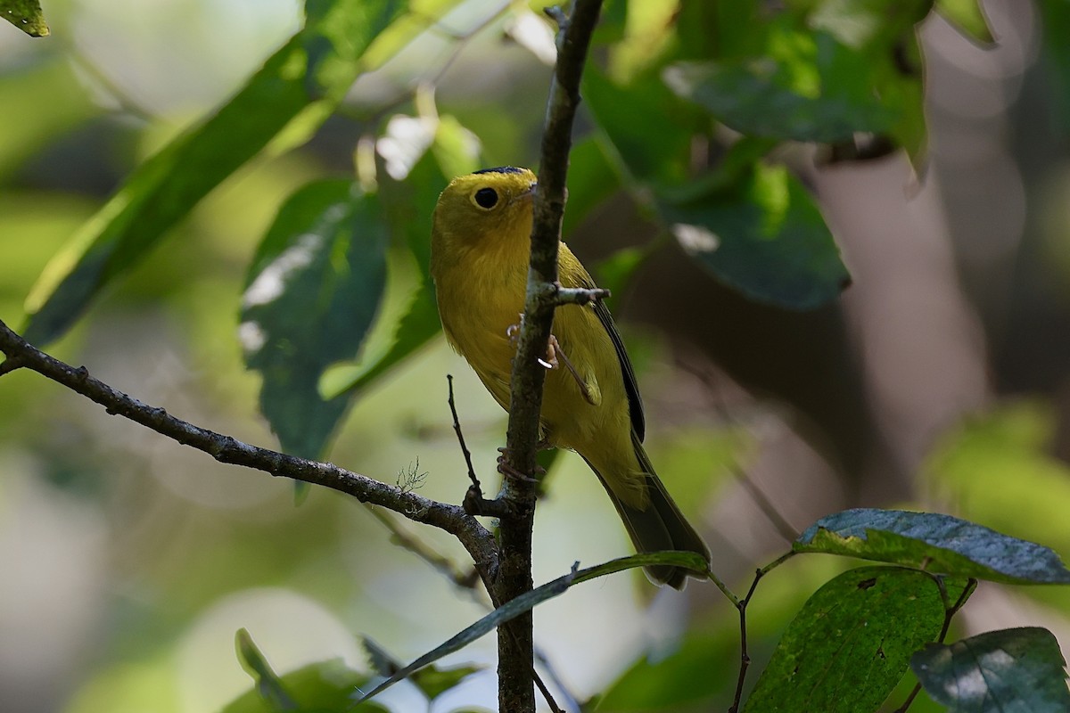 Wilson's Warbler - ML624225123