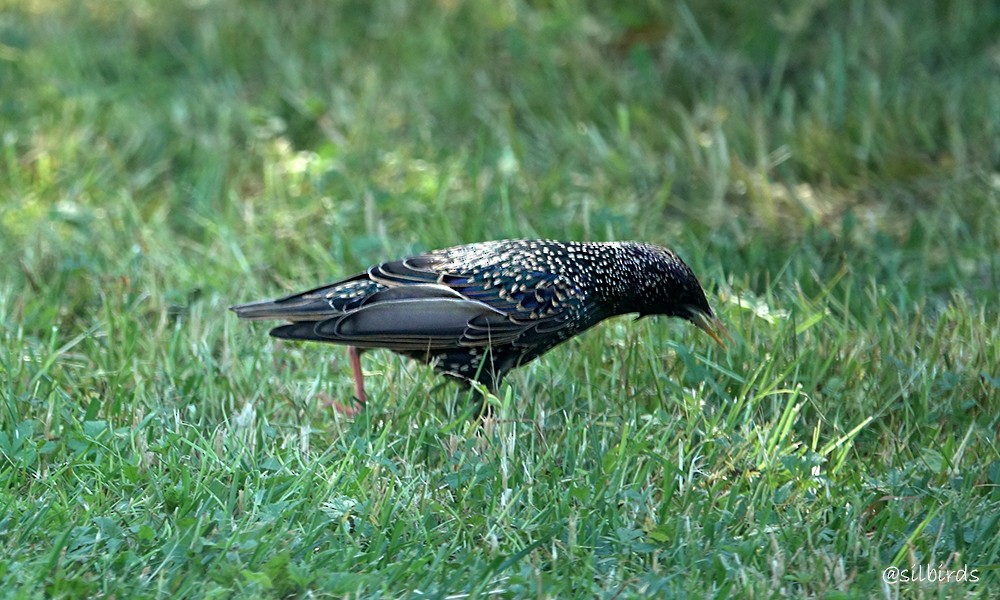 European Starling - ML624225124