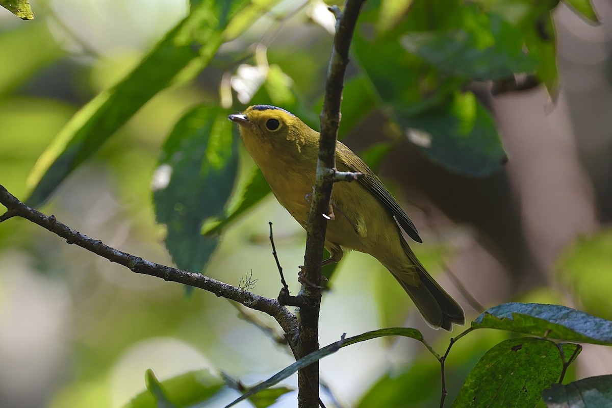 Wilson's Warbler - ML624225125