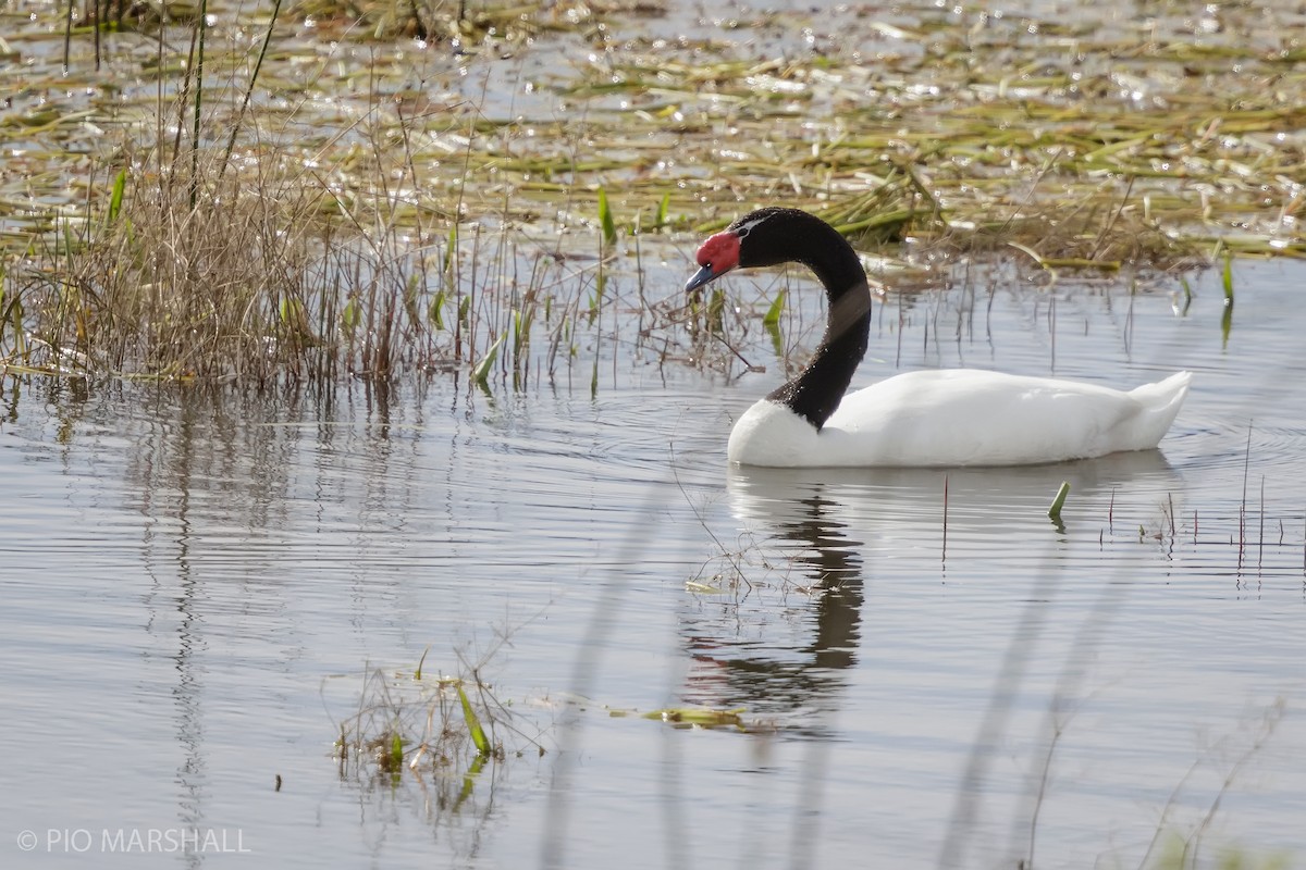 Black-necked Swan - ML624225148