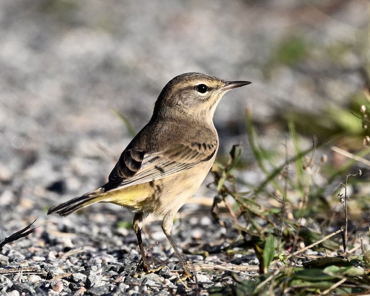 Palm Warbler - ML624225162